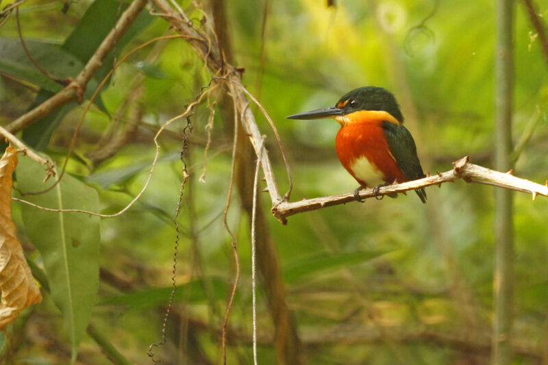 American Pygmy Kingfisher