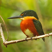 American Pygmy Kingfisher