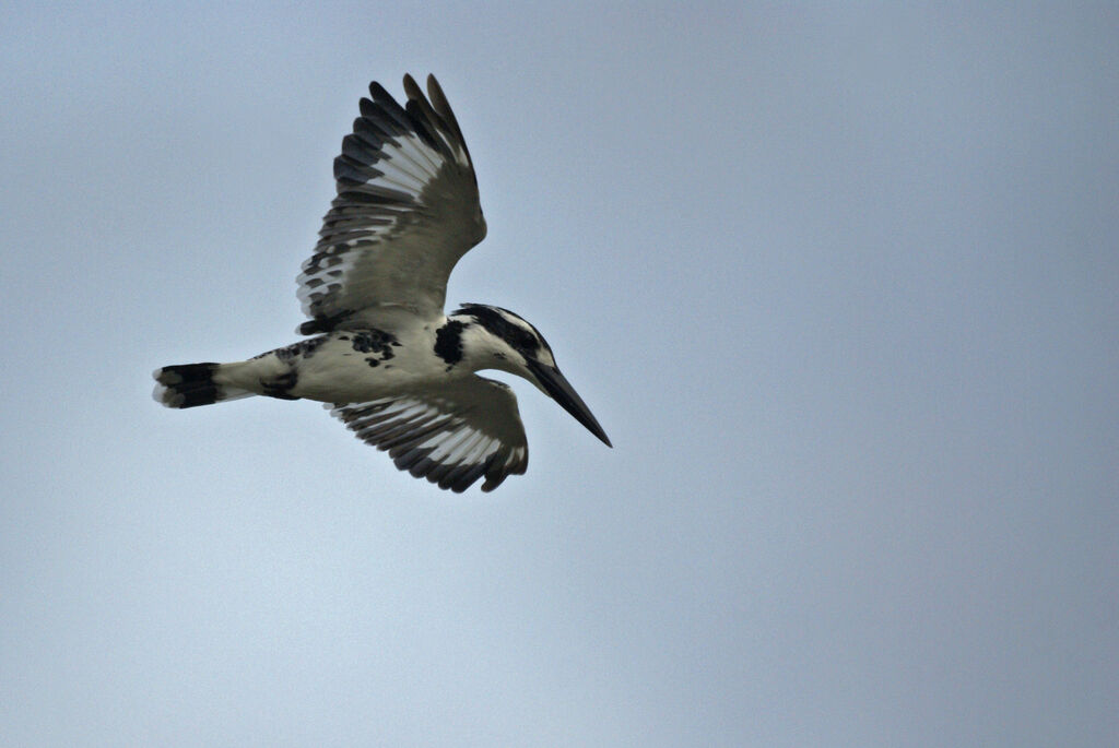 Pied Kingfisher