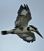 Pied Kingfisher