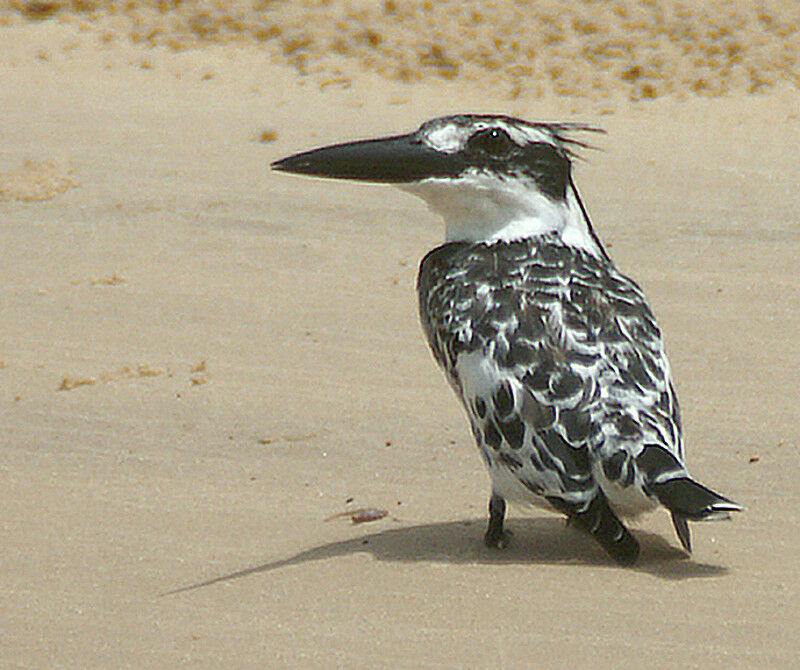 Pied Kingfisher