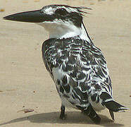 Pied Kingfisher