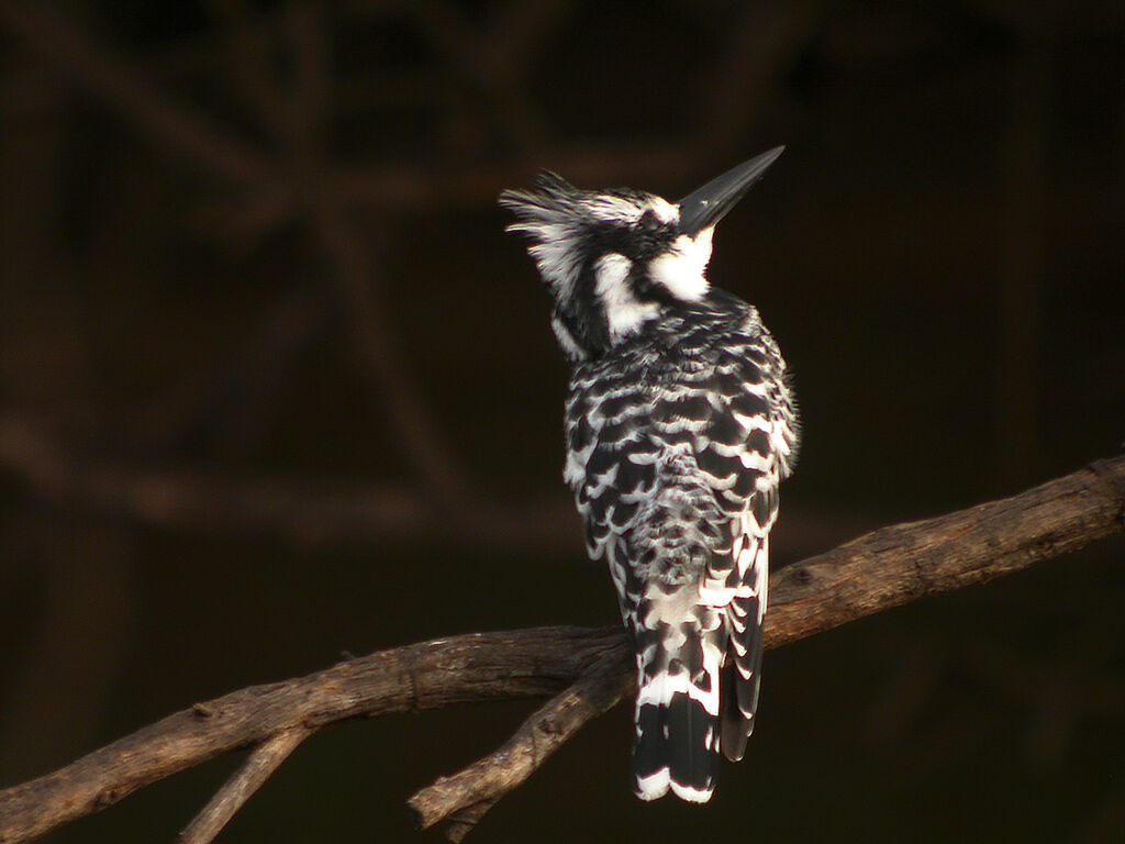 Pied Kingfisher