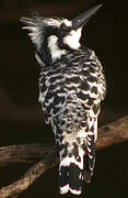 Pied Kingfisher