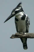 Pied Kingfisher