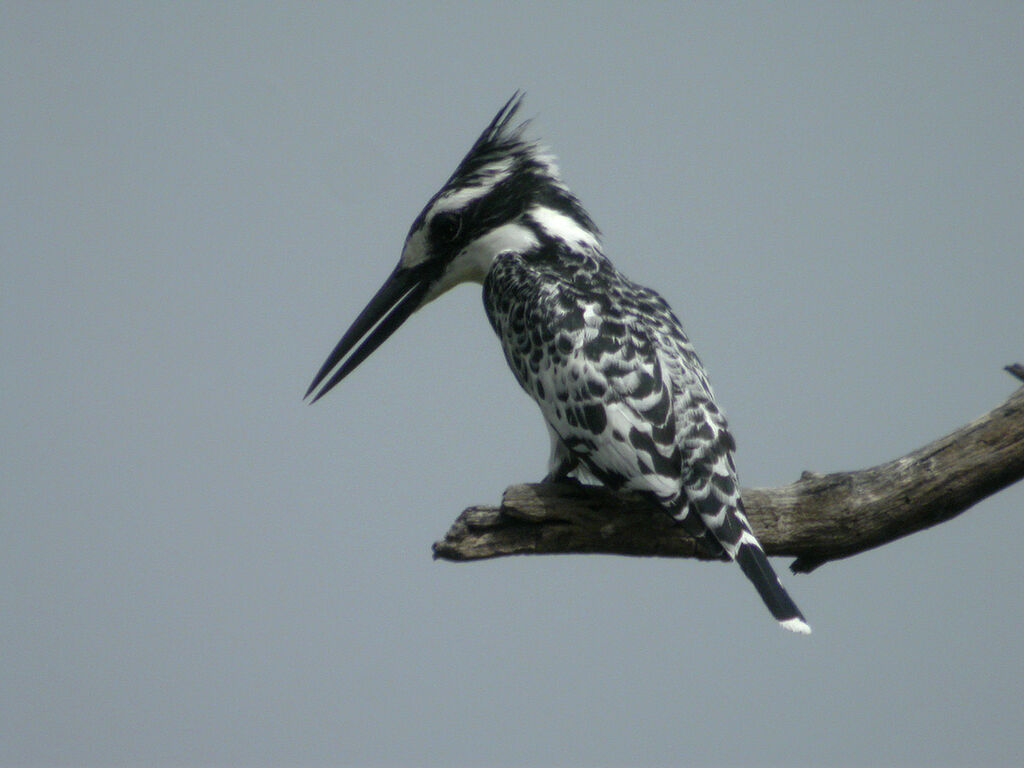 Pied Kingfisher