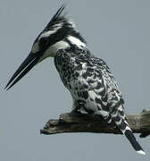 Pied Kingfisher