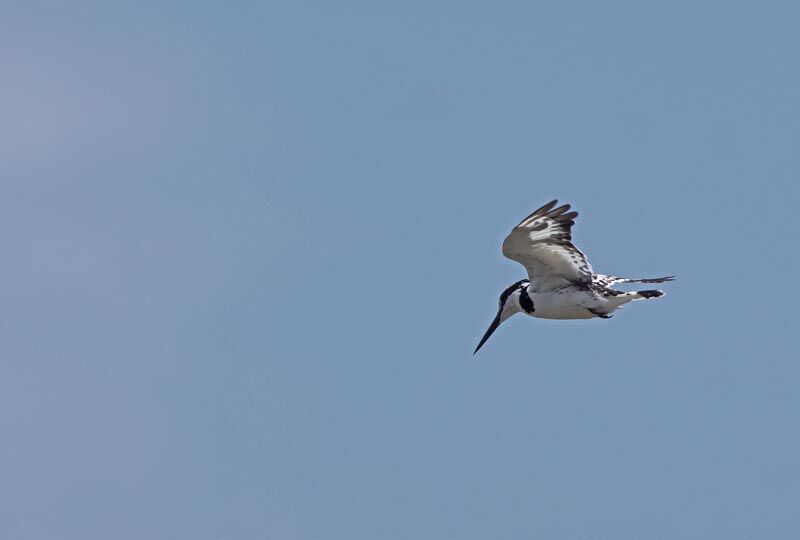 Pied Kingfisher