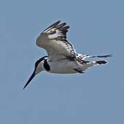 Pied Kingfisher