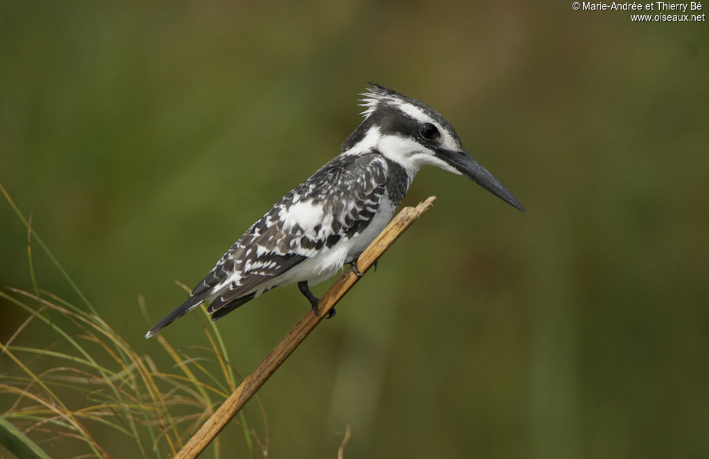 Pied Kingfisher