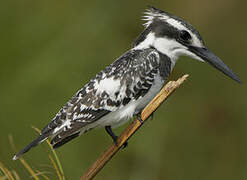 Pied Kingfisher