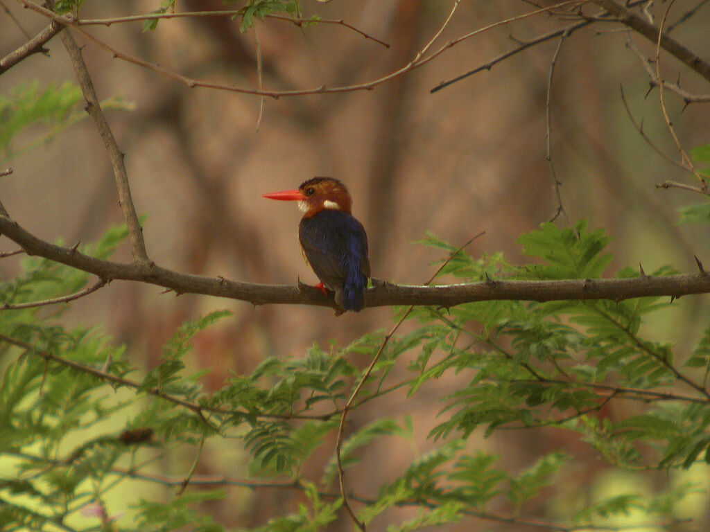 African Pygmy Kingfisher