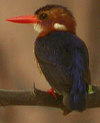 African Pygmy Kingfisher