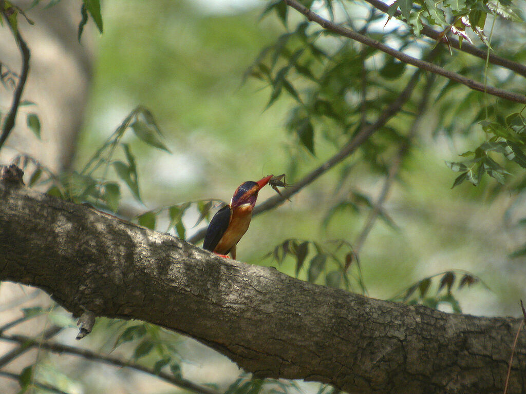 African Pygmy Kingfisher