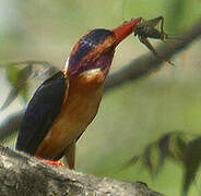 African Pygmy Kingfisher