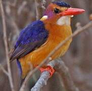 African Pygmy Kingfisher