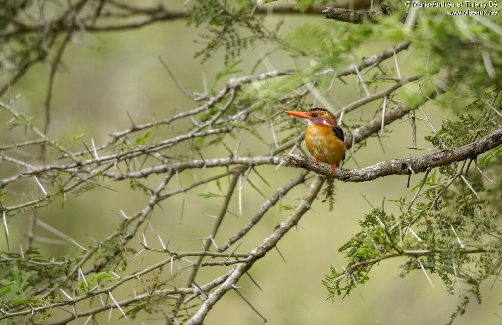 African Pygmy Kingfisher