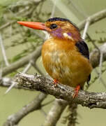 African Pygmy Kingfisher