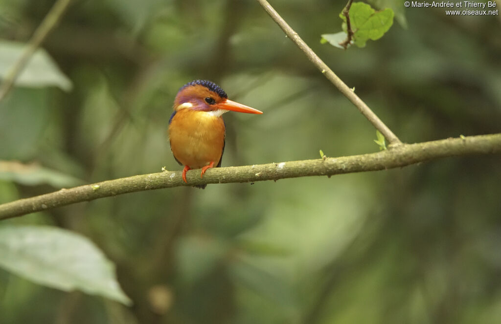 African Pygmy Kingfisher