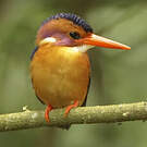 Martin-pêcheur pygmée