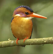 African Pygmy Kingfisher