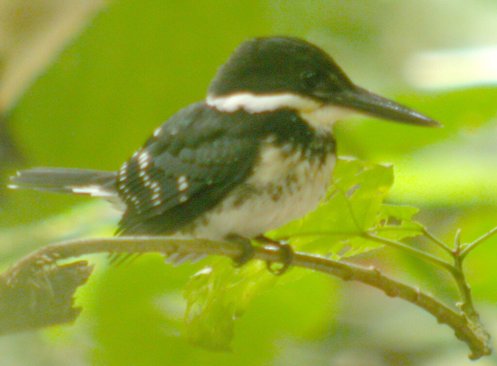 Green Kingfisher