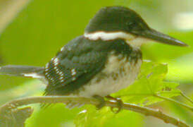 Green Kingfisher