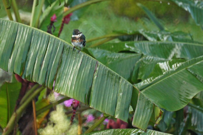 Green Kingfisher