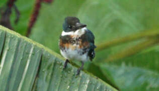 Green Kingfisher