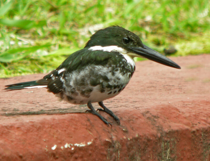 Green Kingfisher