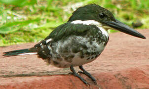 Green Kingfisher