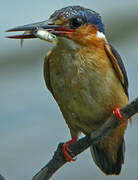 Malagasy Kingfisher