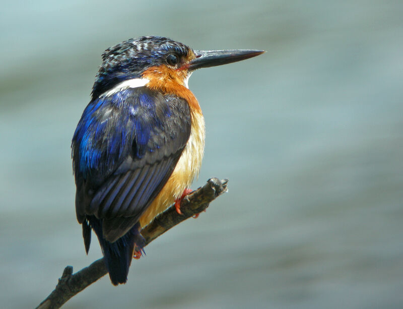 Malagasy Kingfisher