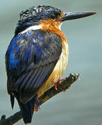 Malagasy Kingfisher