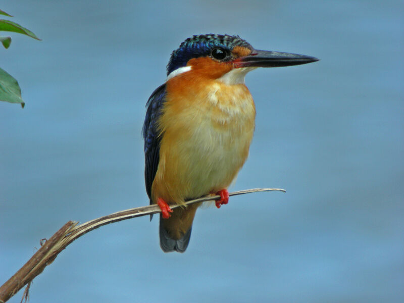 Malagasy Kingfisher