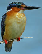 Malagasy Kingfisher