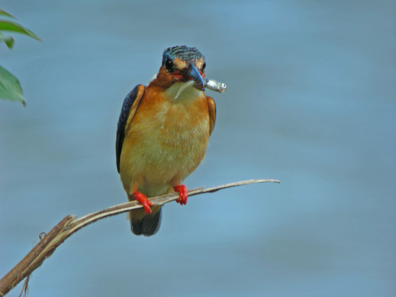 Malagasy Kingfisher