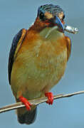 Malagasy Kingfisher