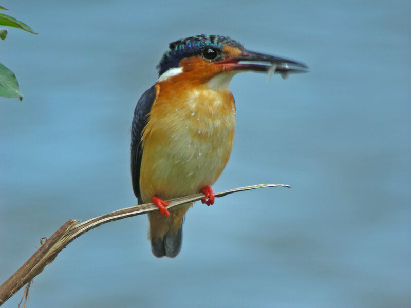 Malagasy Kingfisher