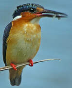 Malagasy Kingfisher