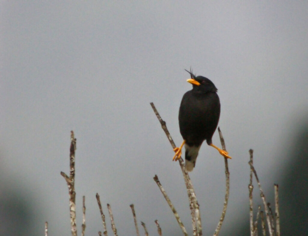 Javan Myna