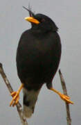 Javan Myna