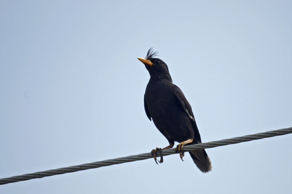 Javan Myna