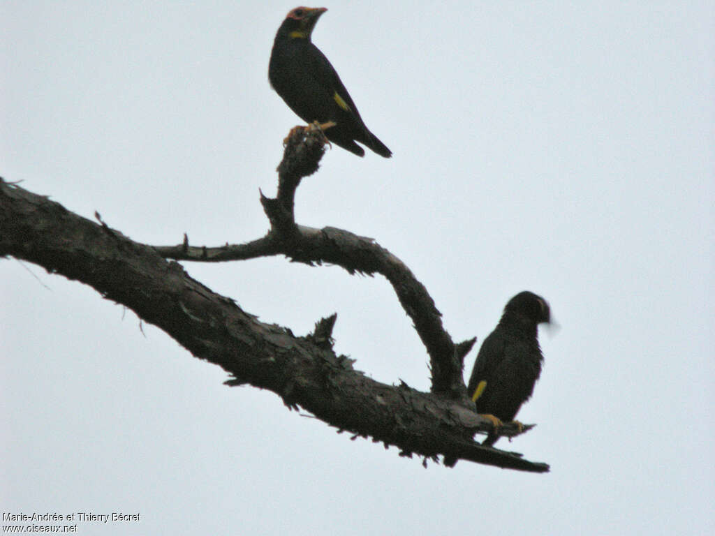 Golden-crested Myna