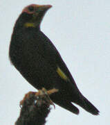 Golden-crested Myna