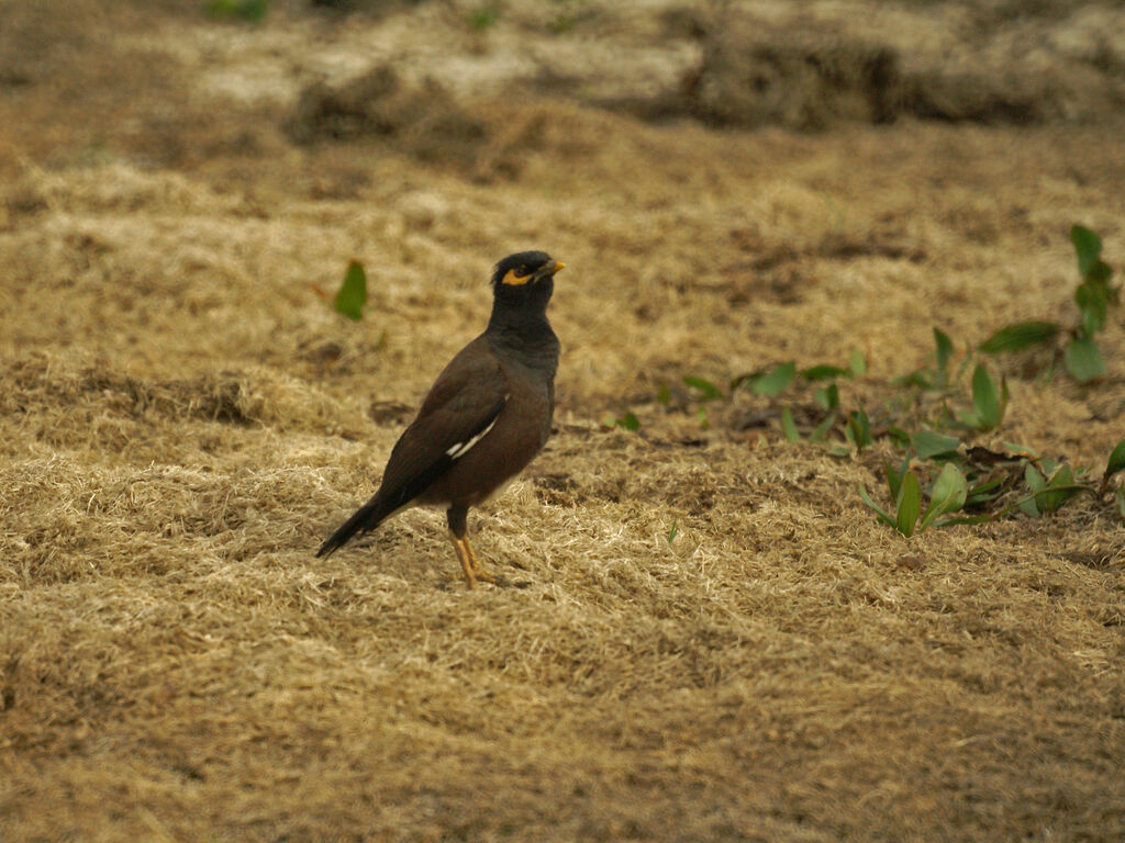 Common Myna