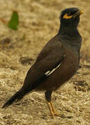 Common Myna