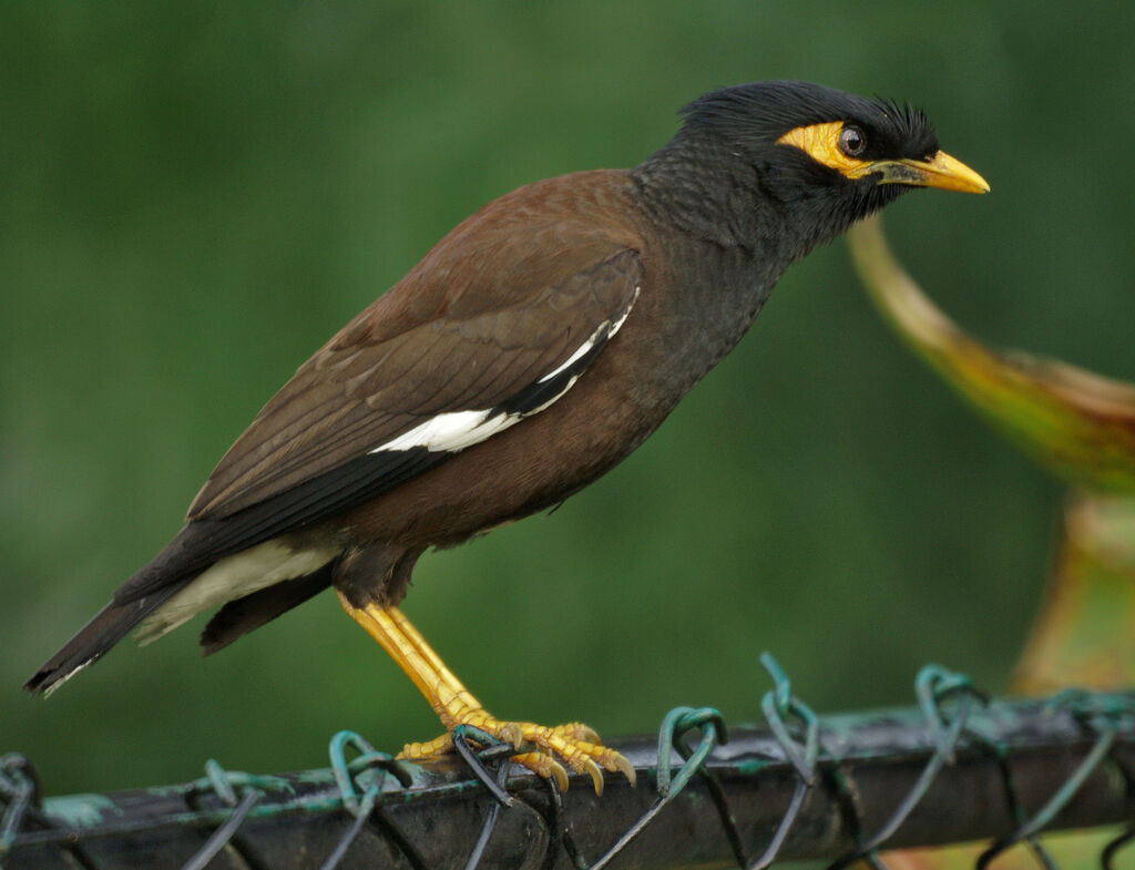 Common Myna