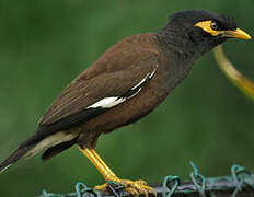 Common Myna