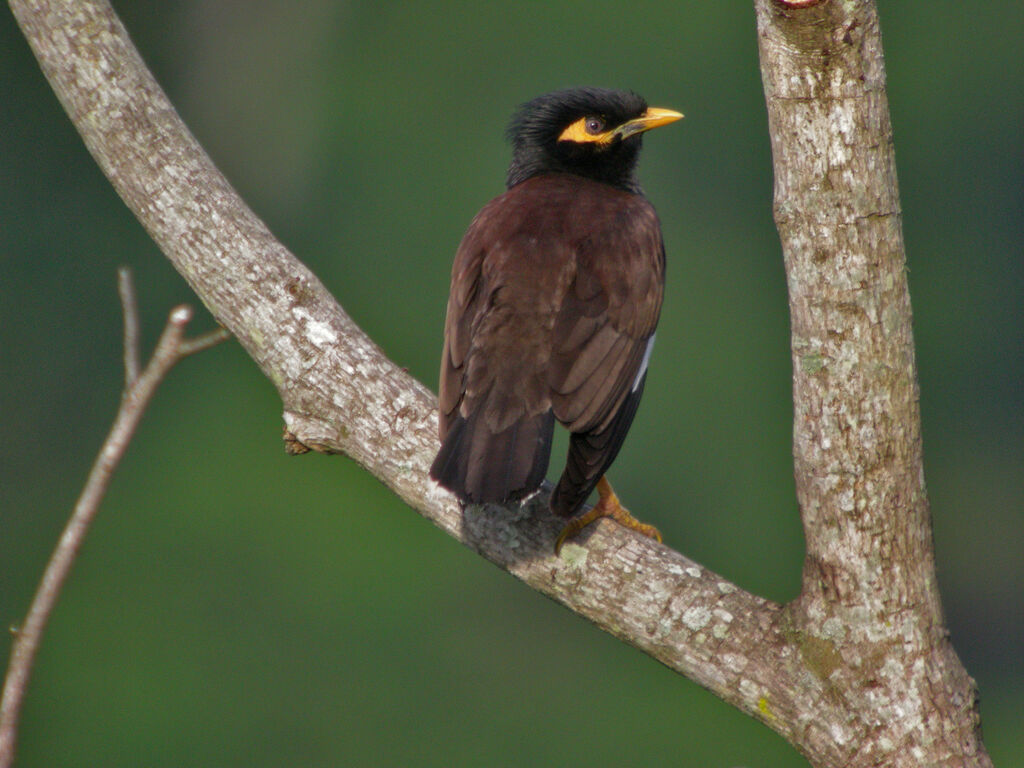 Common Myna